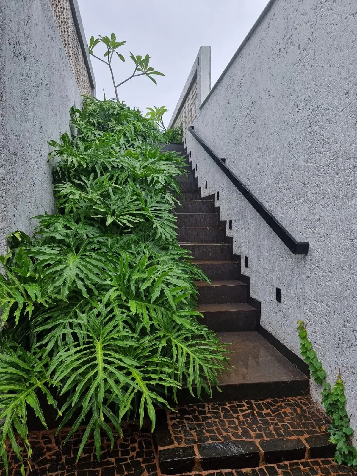Escada exterior entre muros de betão texturado, com degraus escuros e folhagem densa
